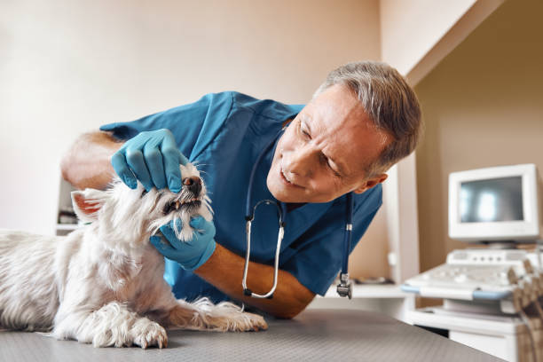 Best Emergency Dental Services for Seniors in La Porte, IN